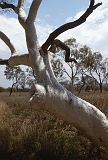 686_Een Gum tree